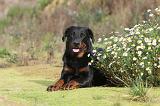 BEAUCERON 365